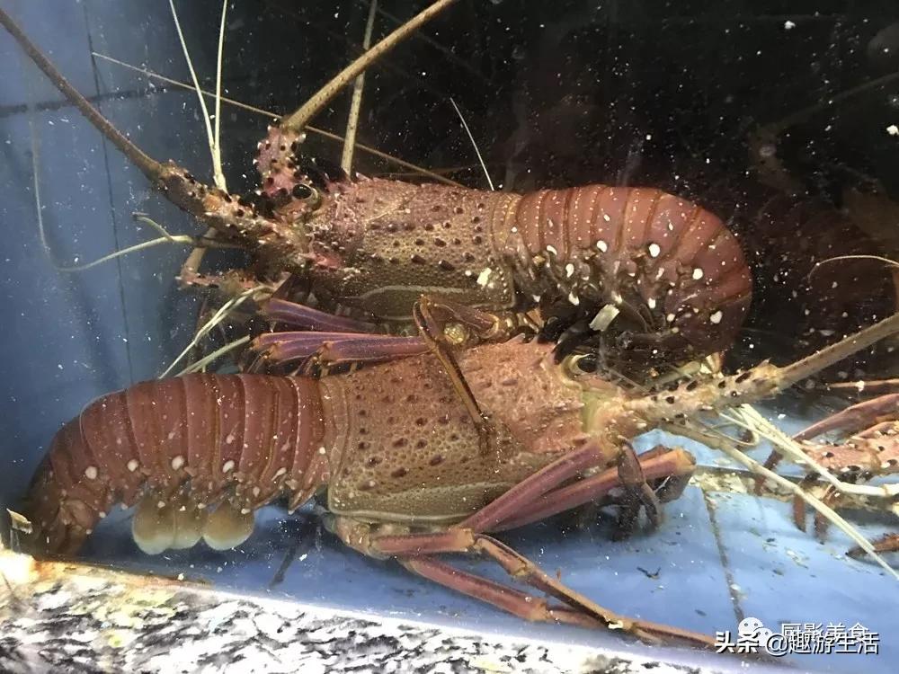 世界上的各种龙虾,世界上最大龙虾