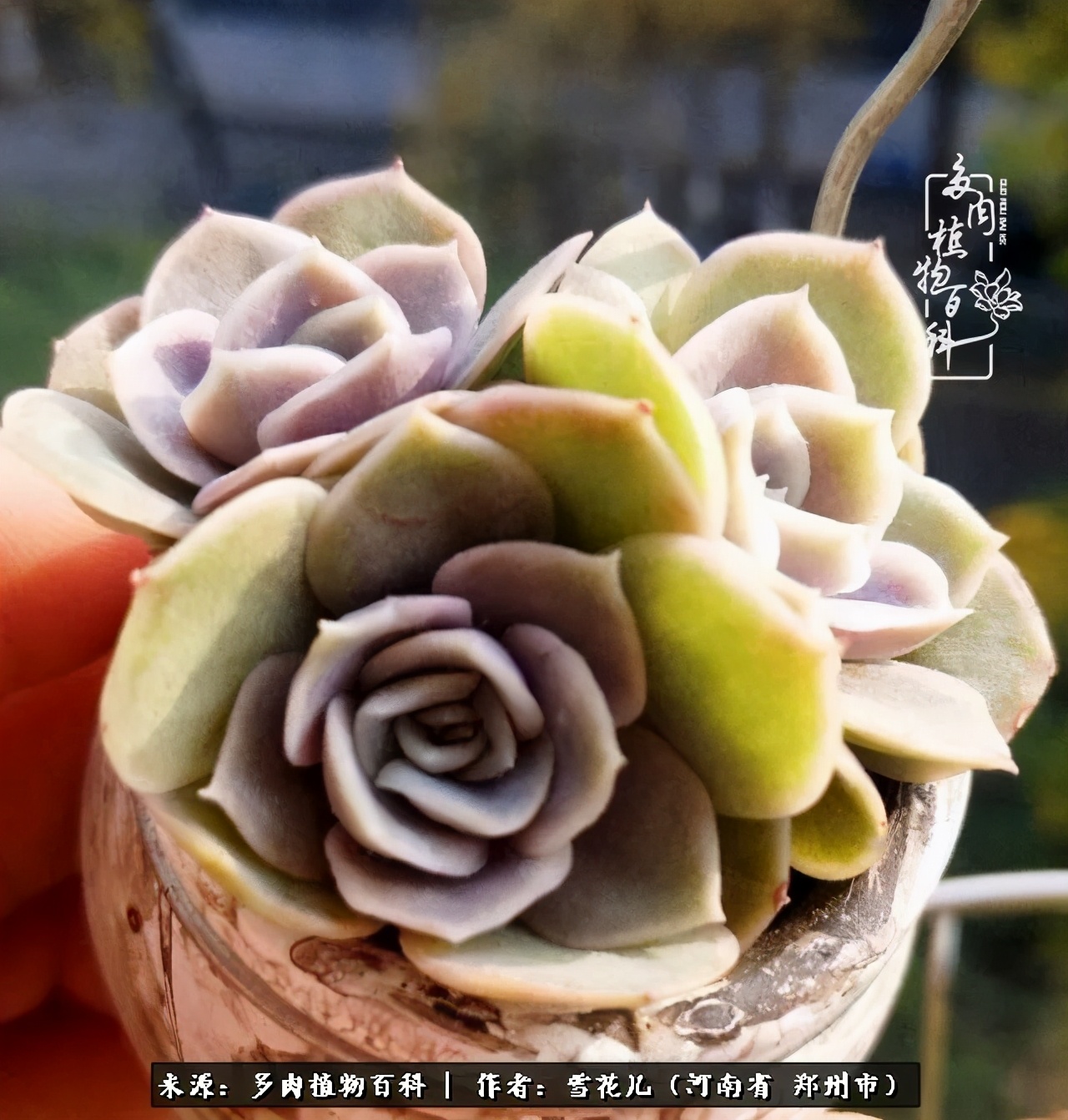 我的多肉乐园,多肉三寸阳台效果图