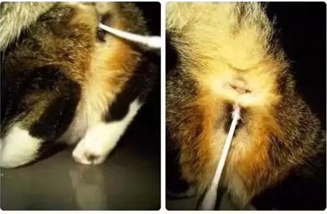 辟谣！猫咪发情用棉签可以止住？小心猫咪患上子宫蓄脓