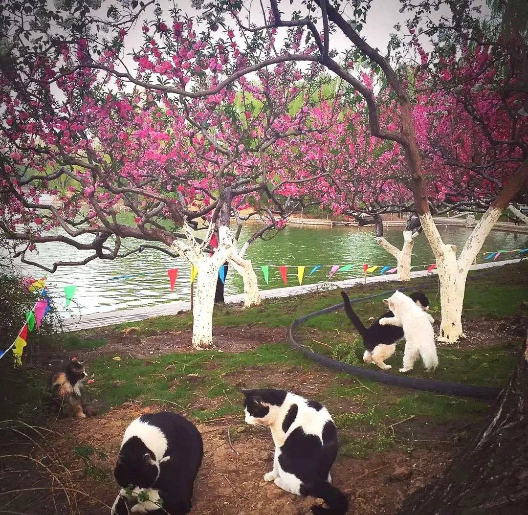 缃戝弸鍒嗕韩鍖椾含璧忚姳鎸囧崡,鍖椾含璧忚姳鎸囧崡