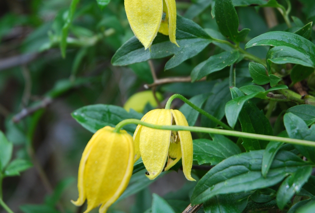 一棵就能爬满墙？这波操作服了