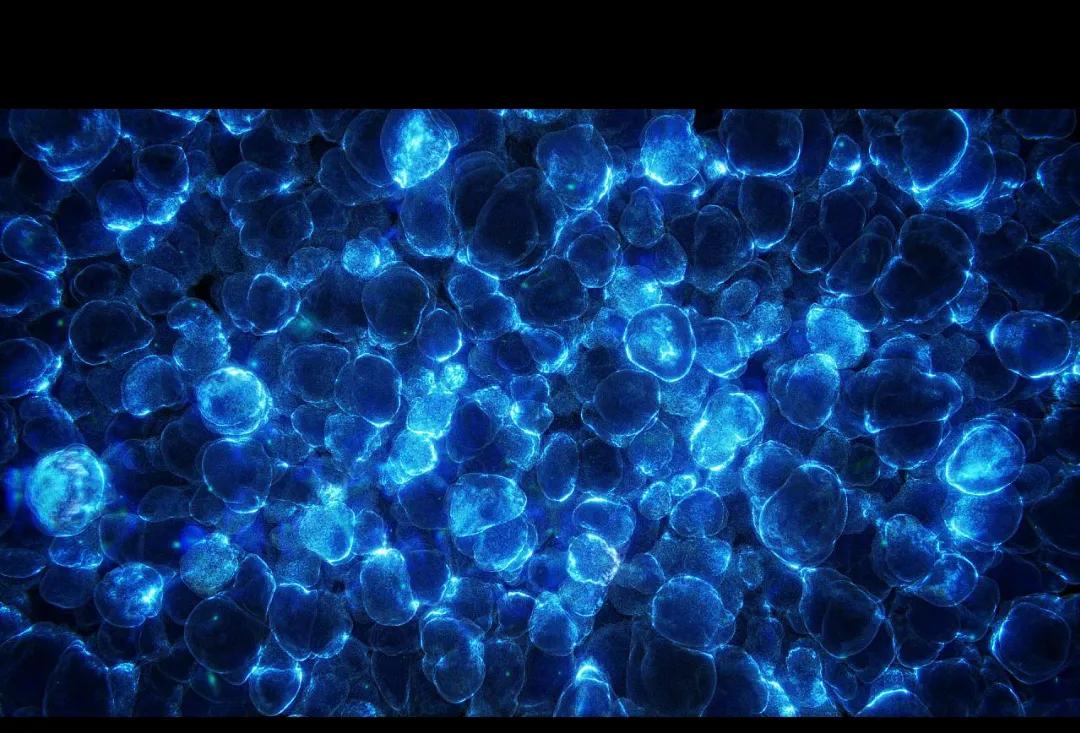 日本杂交实验成功了吗,日本突破的黑科技