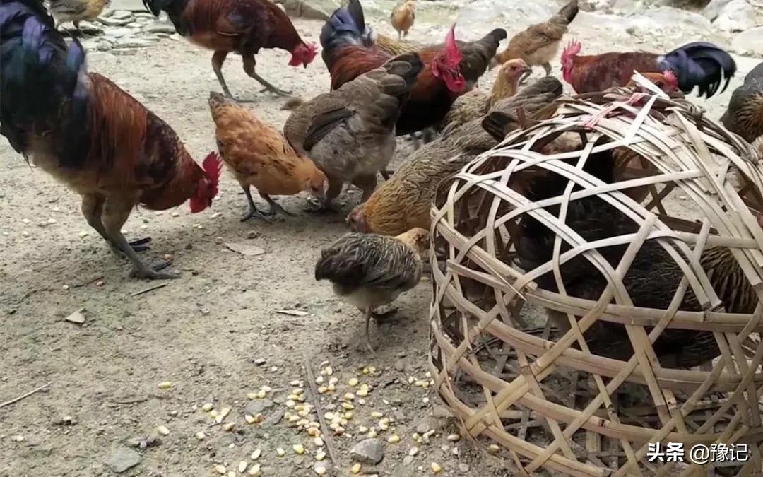 烤鸡三黄鸡和小公鸡怎么区别,窑鸡与烧鸡哪个比较有营养