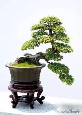 雀梅有盆景七贤之一的美称,盆景七贤之一雀梅图集