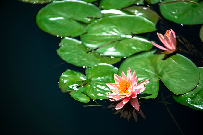 初夏品风凉饭，南北湖商玉客栈，推窗有山水