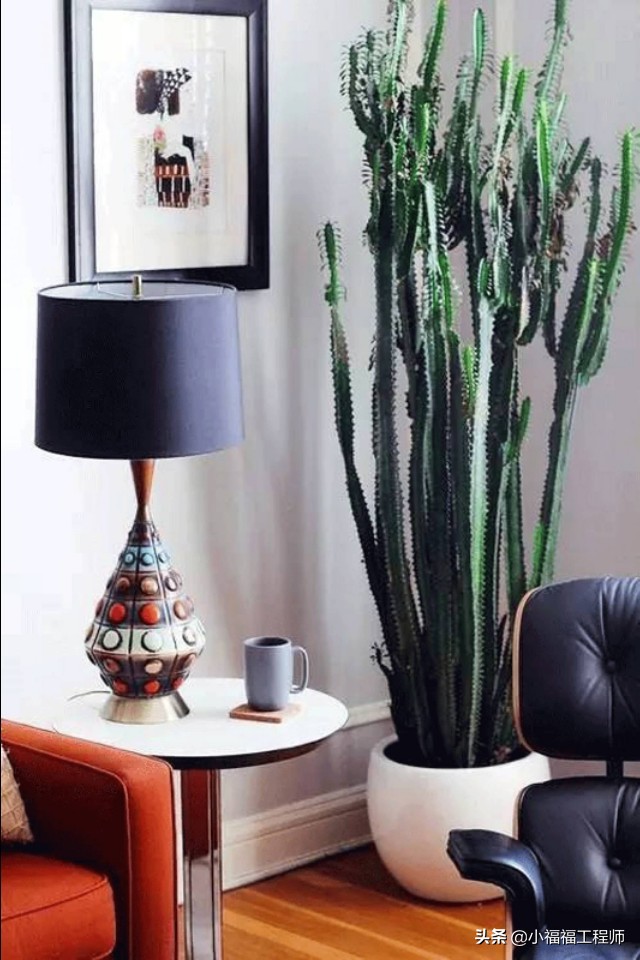 适合孕妇的室内绿植,家里有孕妇房间适合养什么植物