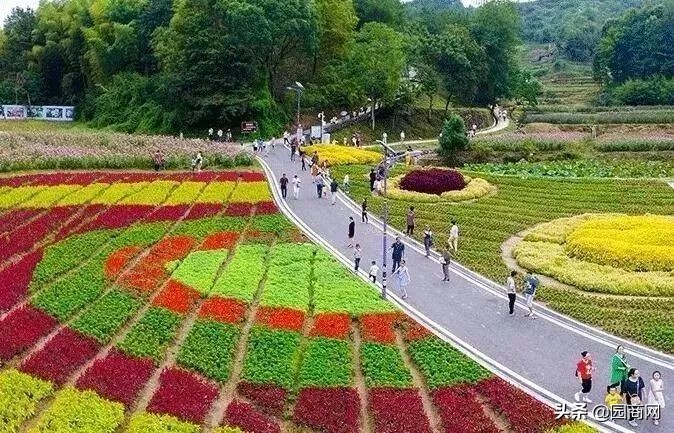 色块苗报价,小色块苗的种植前景