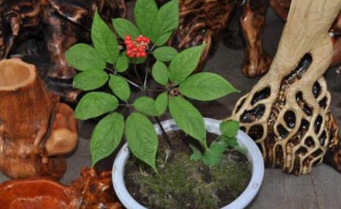 表叔阳台上养人参，管理省心，乐趣多，学会了可大面积种植