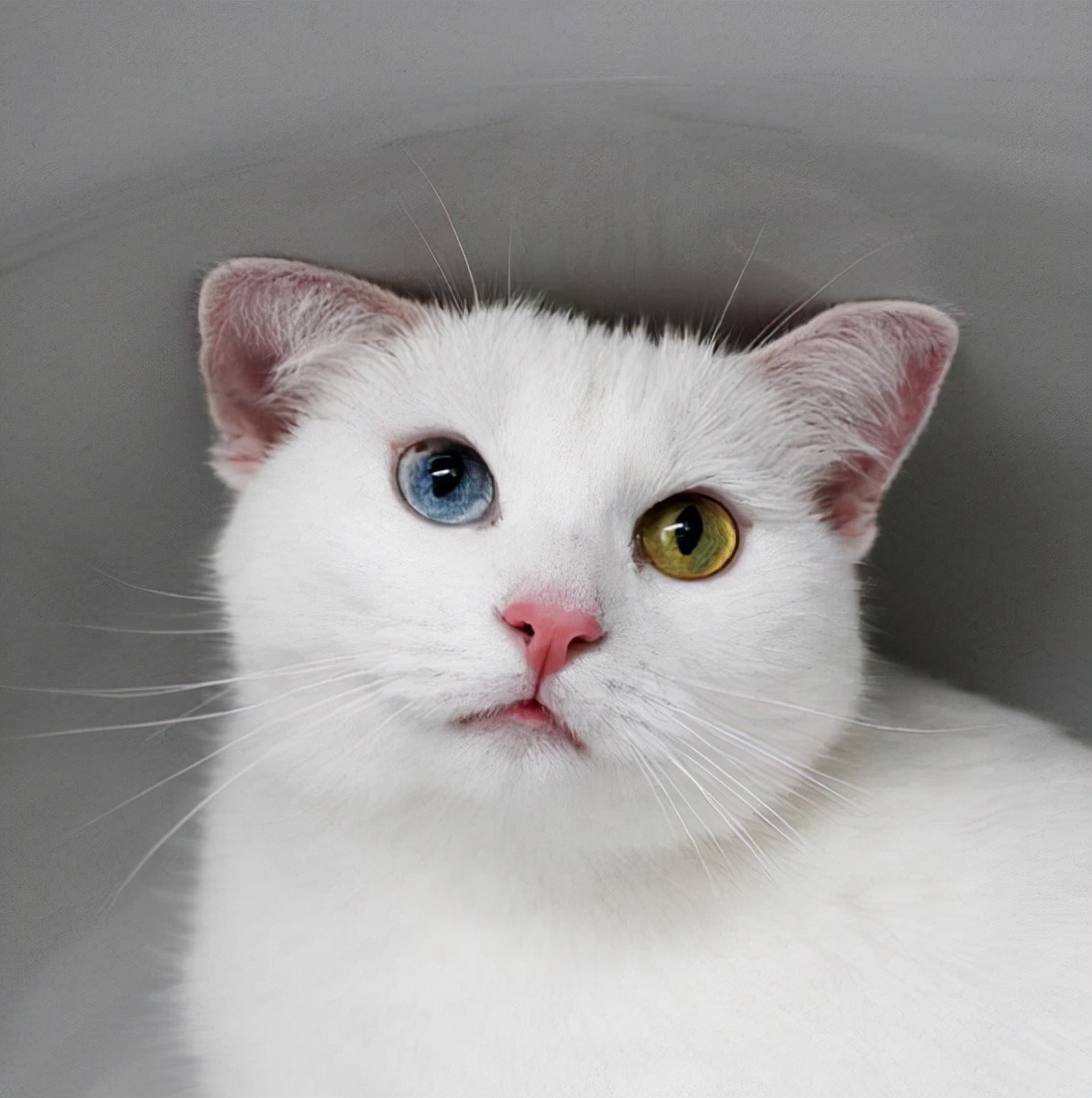 中华田园橘白猫脾气好吗,中华田园白猫配什么猫