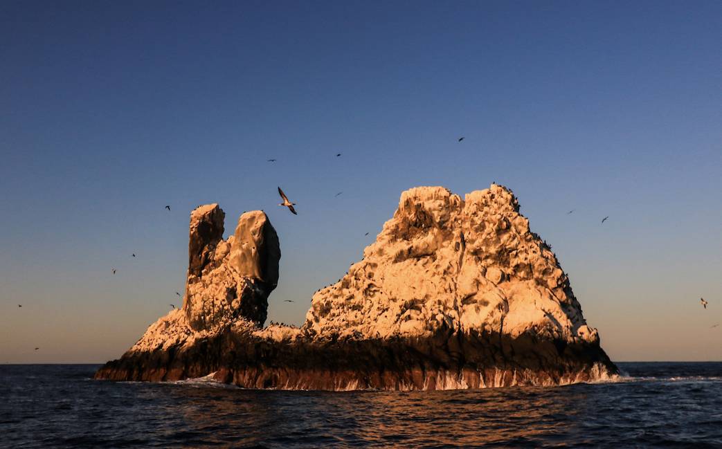 如果见过鲨鱼的家，你还会不会吃鱼翅？