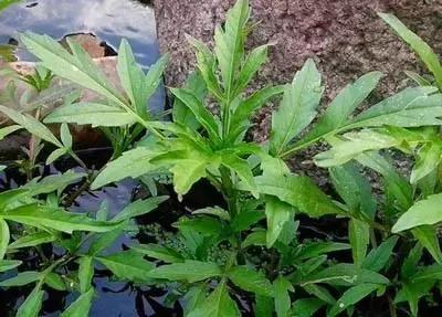 田间杂草认不清来看高清大图,常见田间杂草图片