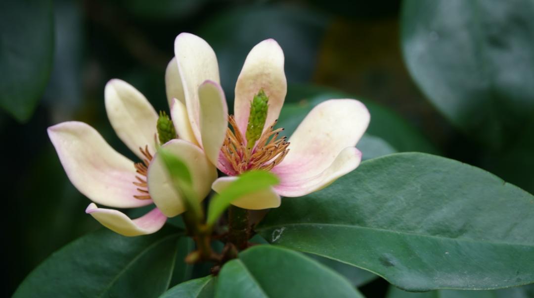 诗词-花能含笑笑何人？古诗词了的含笑花，如美人含羞，嫣然一笑