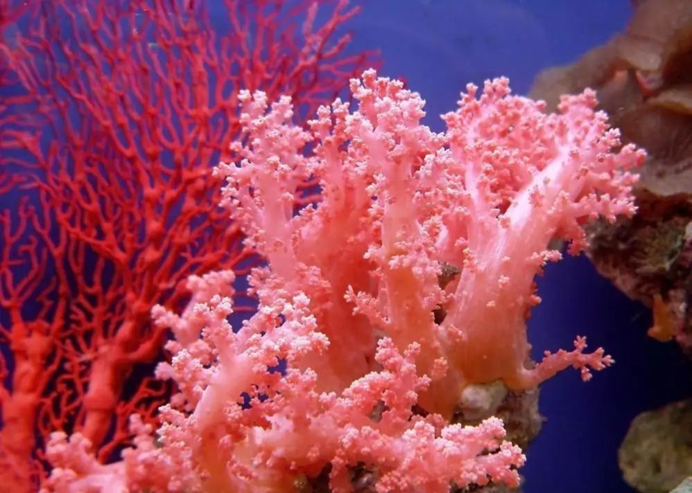 海洋的珍宝,海洋中珍贵的珊瑚