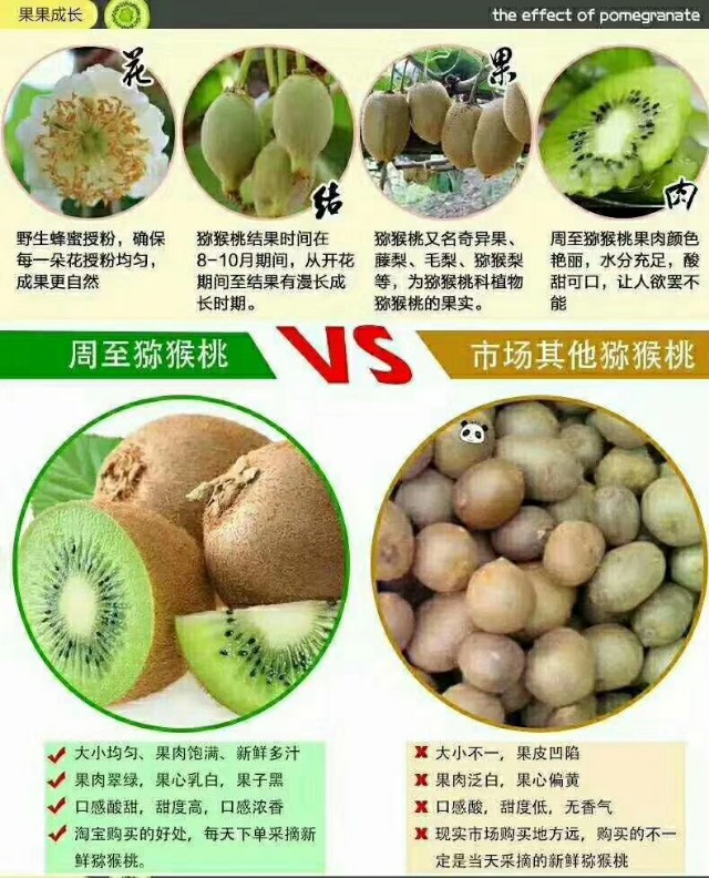 陕西秦岭的毛桃,秦岭毛毛桃在哪里