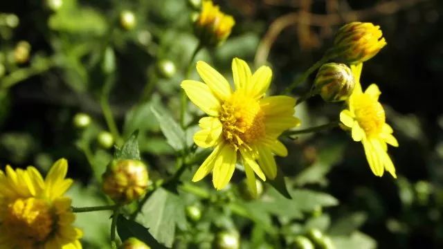 草木人间*我说的小*菊黄**，是好吃的菊花脑