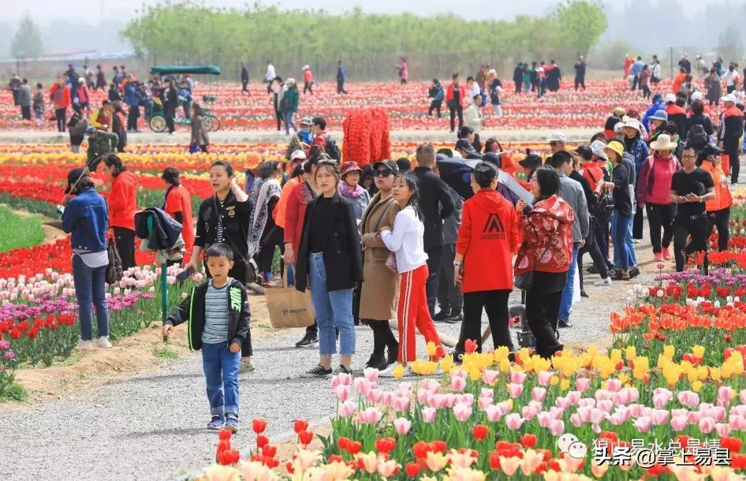 狼牙山下花如海李白诗赞郁金香