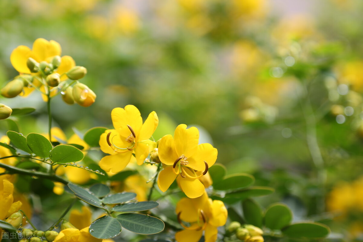 蛇灭门真的能驱蛇吗,蛇灭门种子能驱蛇吗