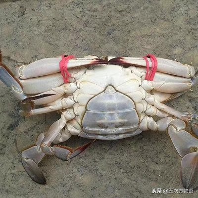 海鲜市场都有什么海蟹品种,青岛市场帝王蟹种类