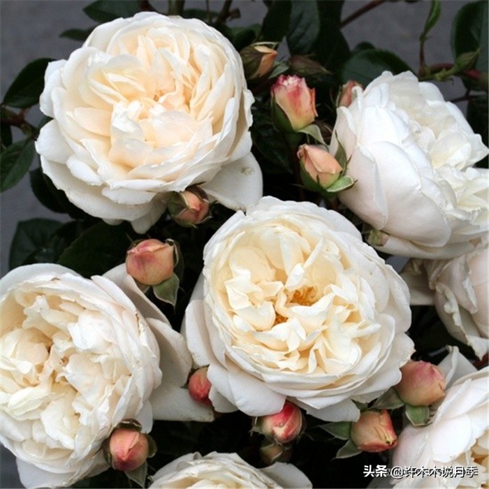 网购月季应该怎么种植？月季移栽后出现黄叶、枯萎是什么原因呢？