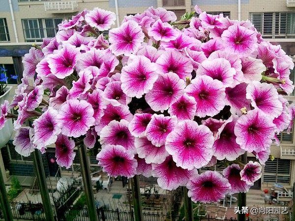 閲庣敓鍠囧彮鑺卞彲浠ュ湪鑺辩泦閲屾牻绉嶅悧,閲庡鍠囧彮鑺卞甫鍥炲鐩嗘牻