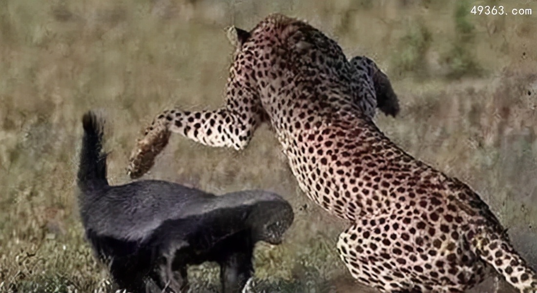 蜜獾平头哥和科莫多巨蜥,平头哥蜜獾为什么不怕蛇