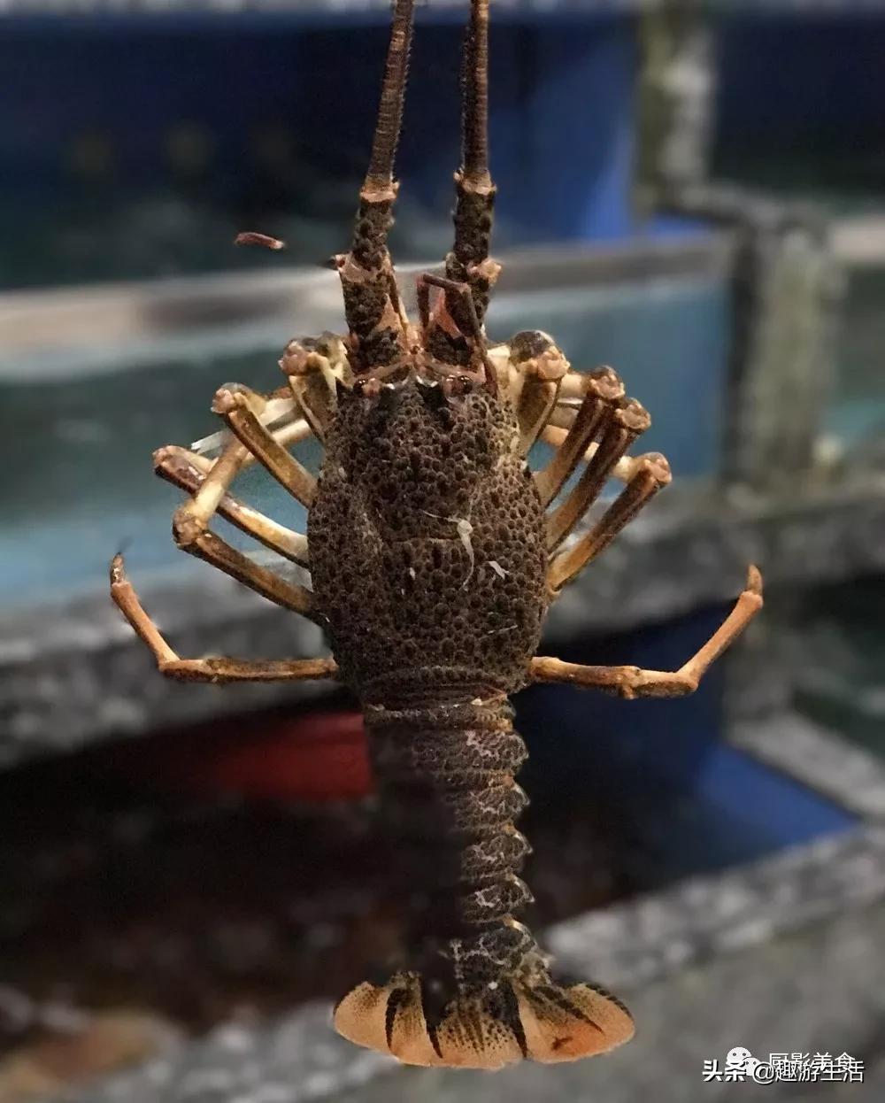 世界上的各种龙虾,世界上最大龙虾