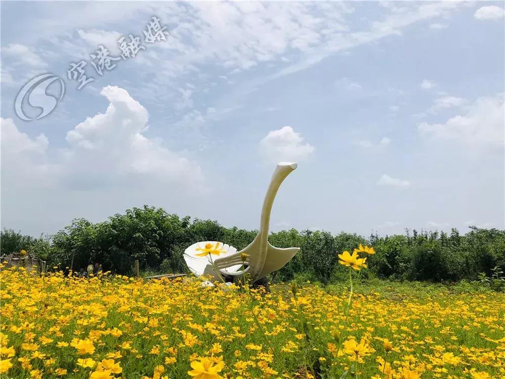 双流空港花田最新进展,双流空港花田开放了吗最新回复