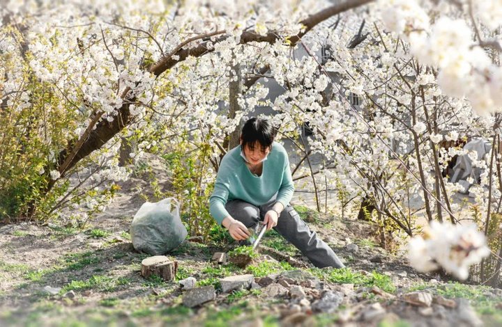 日照最美桃源,寻找最美春天日照惊艳全城