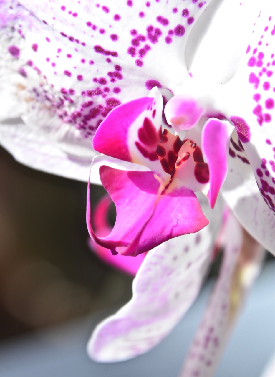 踏月赏花风景图片,十月桂花风景图片大全
