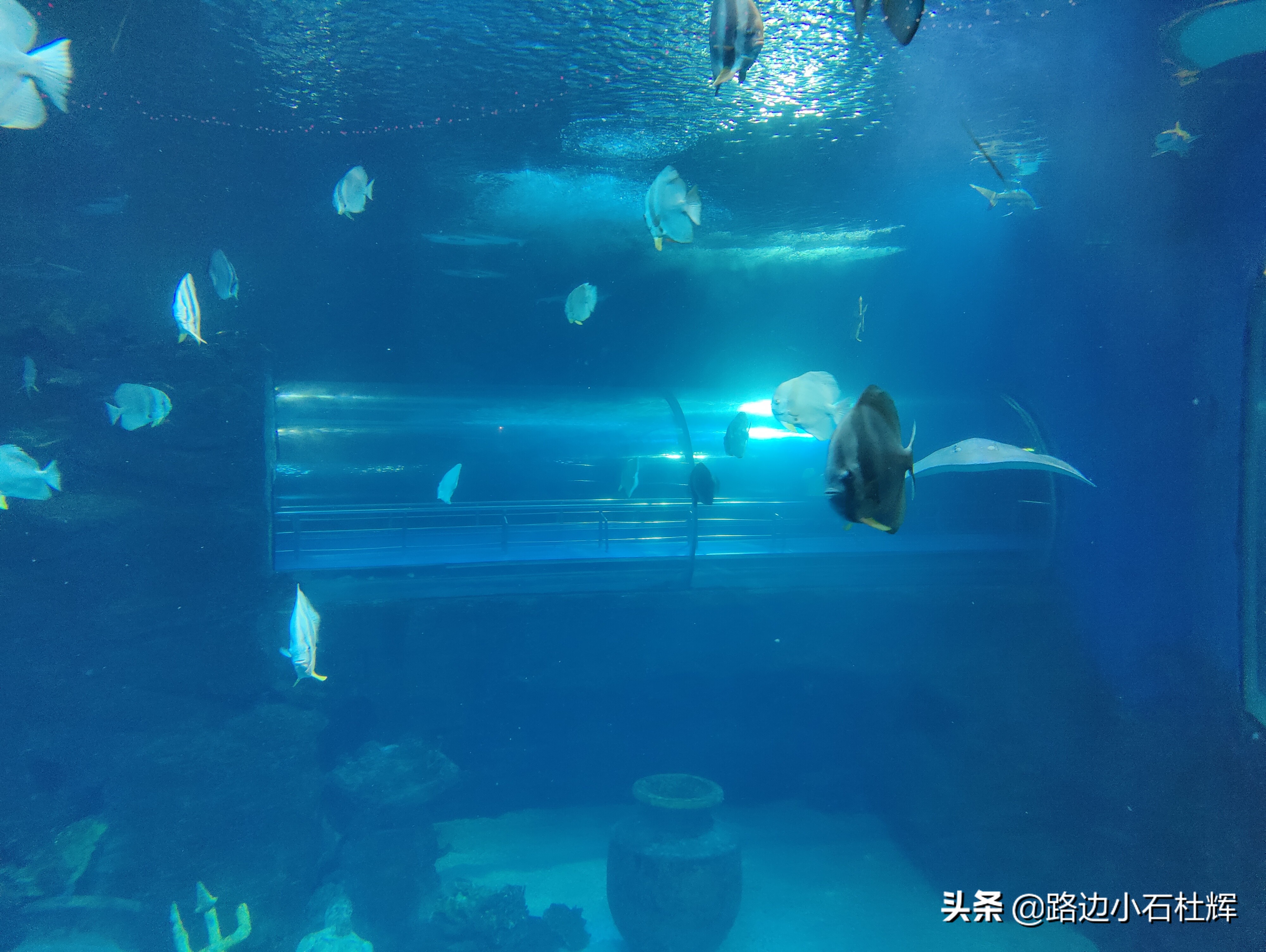 北京海洋馆旅游详细攻略,海洋馆北京海底世界游玩路线