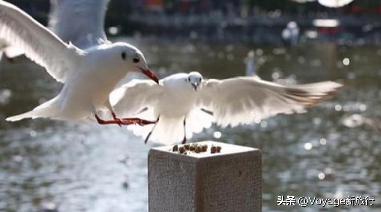 27个世界湿地日,世界湿地之都
