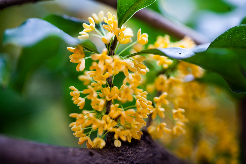 鲁菜木须肉的由来和传说,哪些东北菜起源于鲁菜