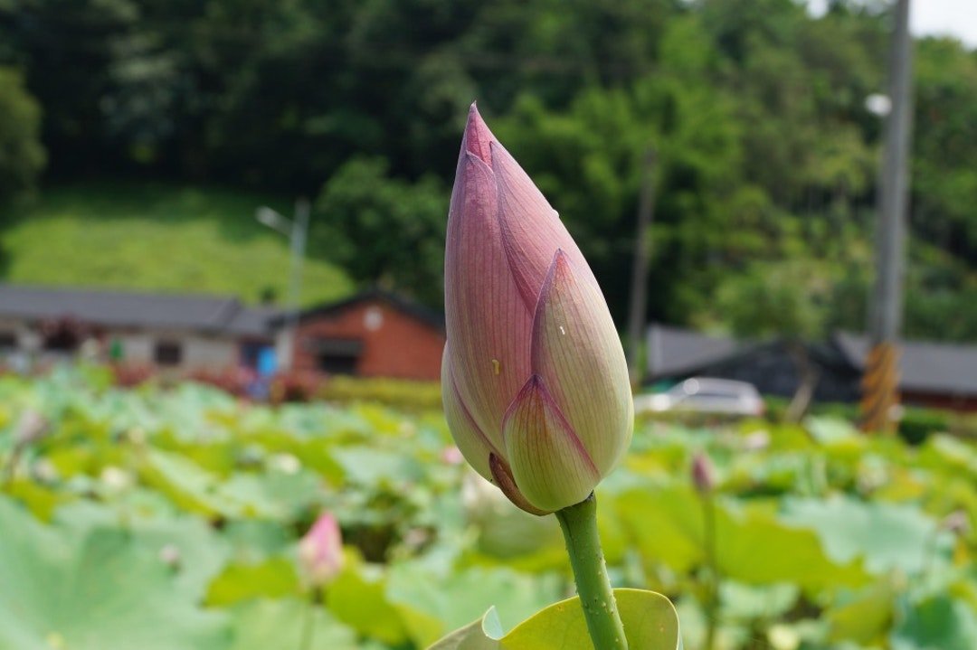 出淤泥而不染濯清涟而不妖深意,出淤泥而不染濯清涟而不妖感想