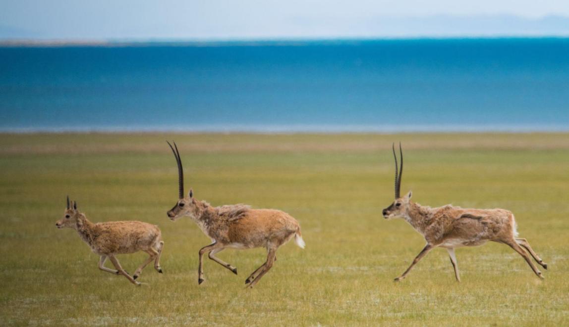 掏野生杀人蜂被蛰,一男子抓毒蜂泡酒死亡