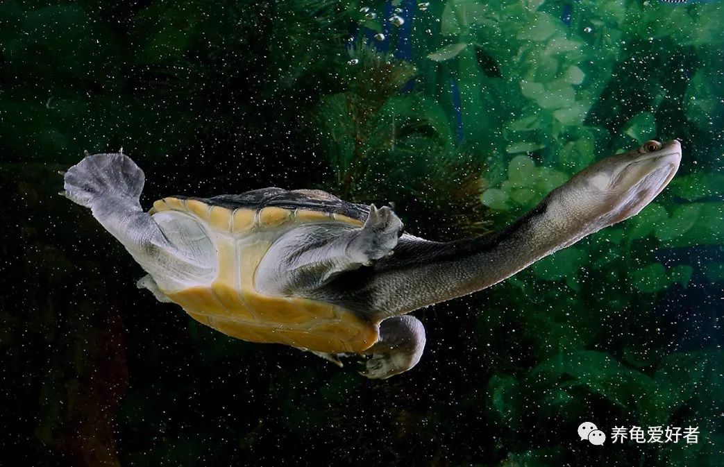 乌龟一年的生长速度,生长速度最快的乌龟