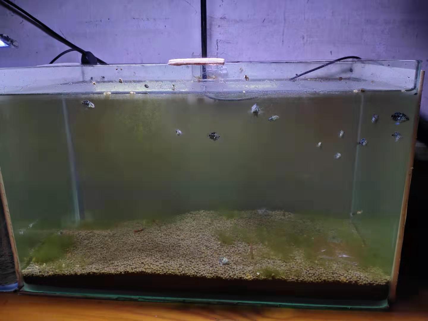 鱼缸滤材背后的秘密,昂贵鱼缸滤材值不值得买