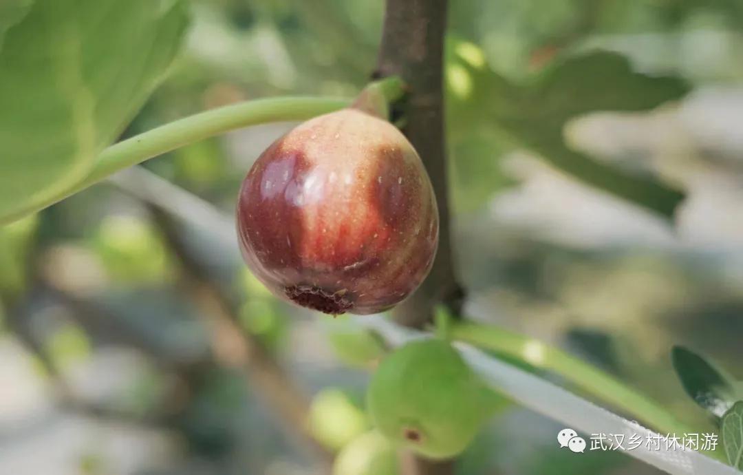 太好吃了！无花果上市，查收一份来自东西湖区的甜蜜暴击