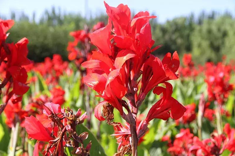 包头市新花海景点,包头最美的地方