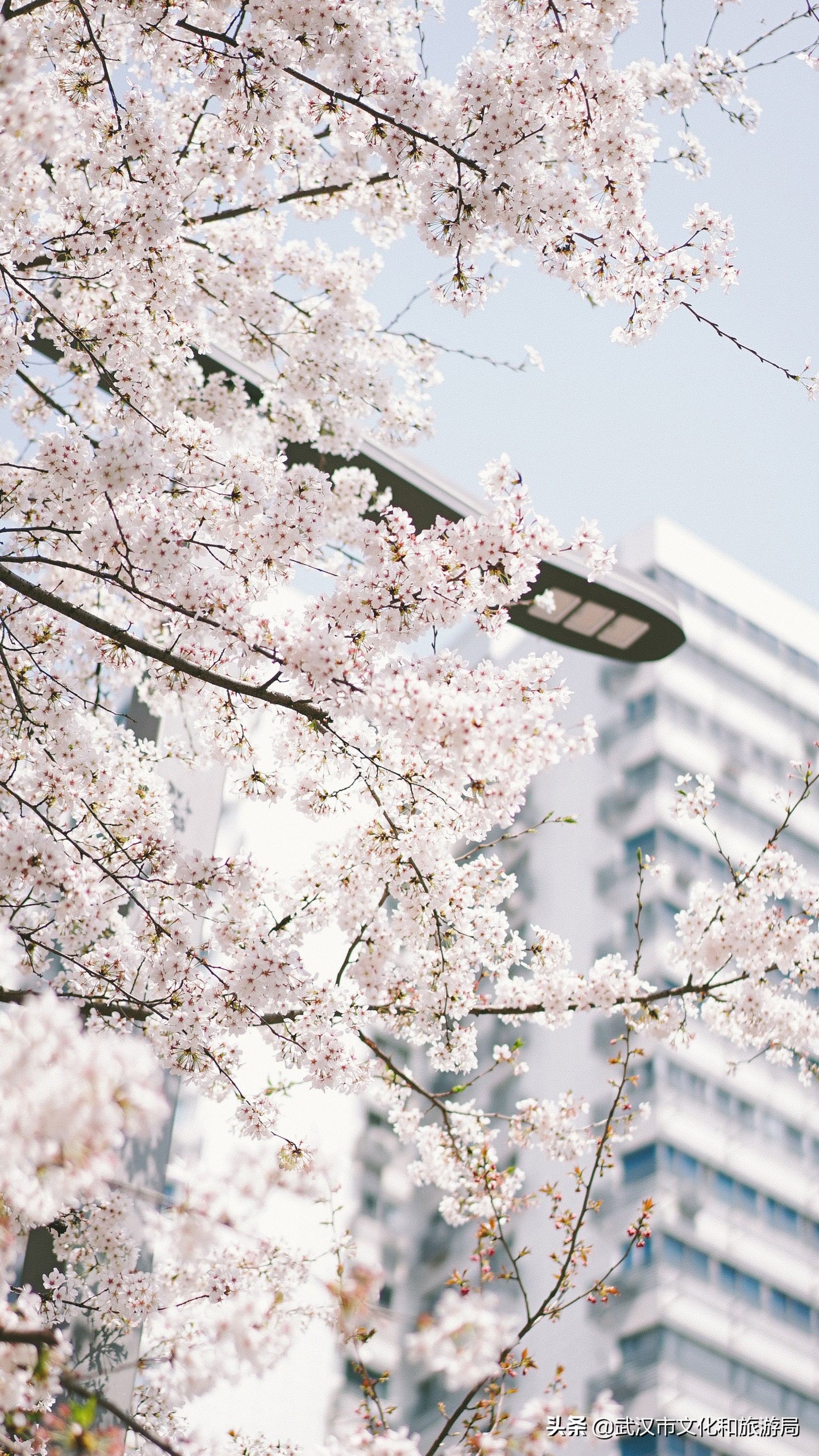 武汉东湖樱花门票,武汉看樱花的景点