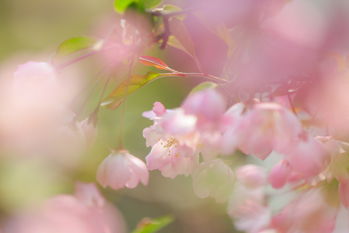 佳能canoneos200dii测评,佳能canoneos200dii单反相机