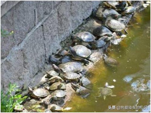 新手养龟一般多久换水,养龟要多久换水一次最好