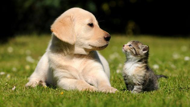 猫抓狗咬后不能超几个小时,猫抓狗咬平安保险怎么报销