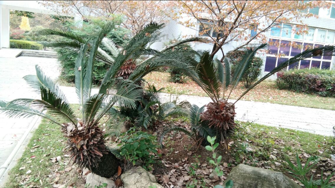 植物小课堂苏铁,苏铁是什么类的植物