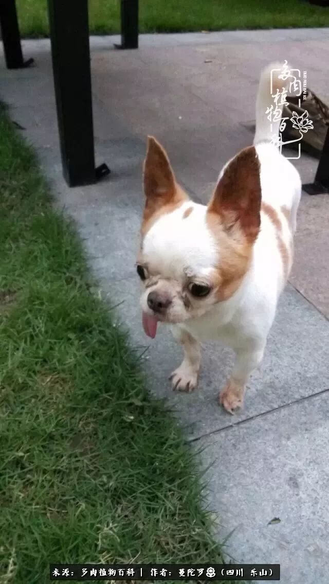 转角遇见多肉,遇见多肉治愈自己