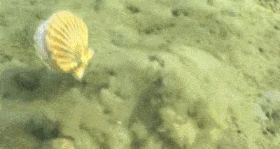 獐子岛扇贝跑了又回来,獐子岛扇贝出走周期