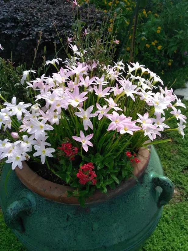 花园庭院设计花卉园艺,花园搭配的草类植物