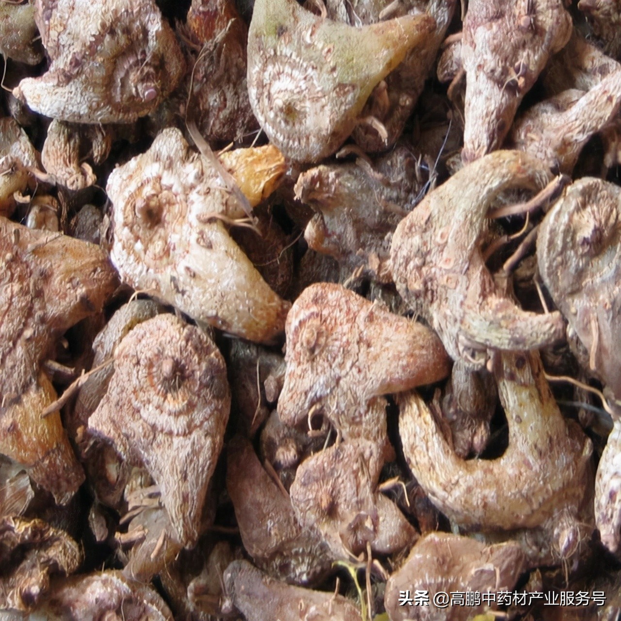 高鹏说药材：白及种植是真致富还是*局骗**呢？