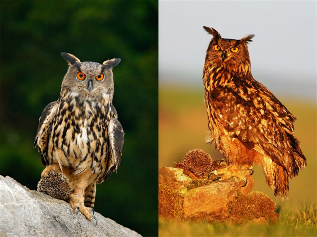 刺猬会吃蛇吗,为什么刺猬可以吃蛇