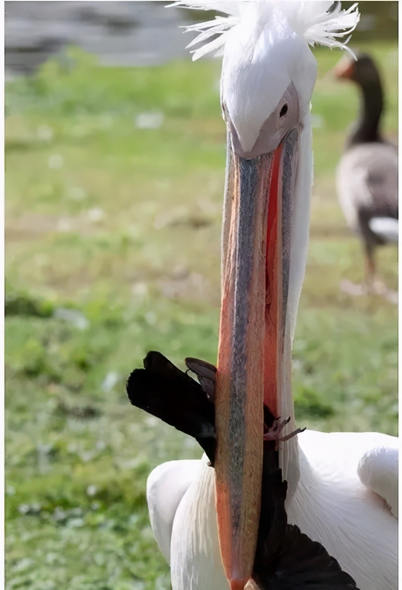 鹈鹕的网红之路：万物皆可吞,万物皆可吞的鹈鹕