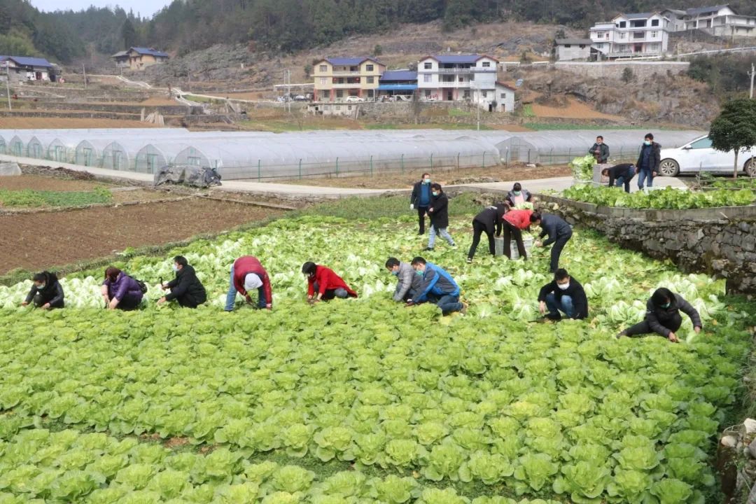 抗疫诗歌大展之二十｜山水没有籍贯，连着我们的姓氏